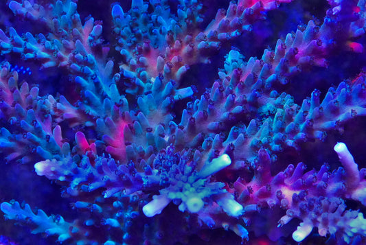 Bi-Color Stag Horn Acropora