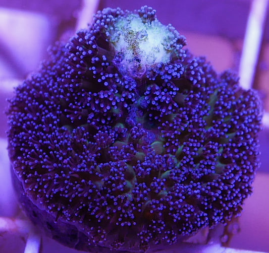 Milka Stylophora Pistalata