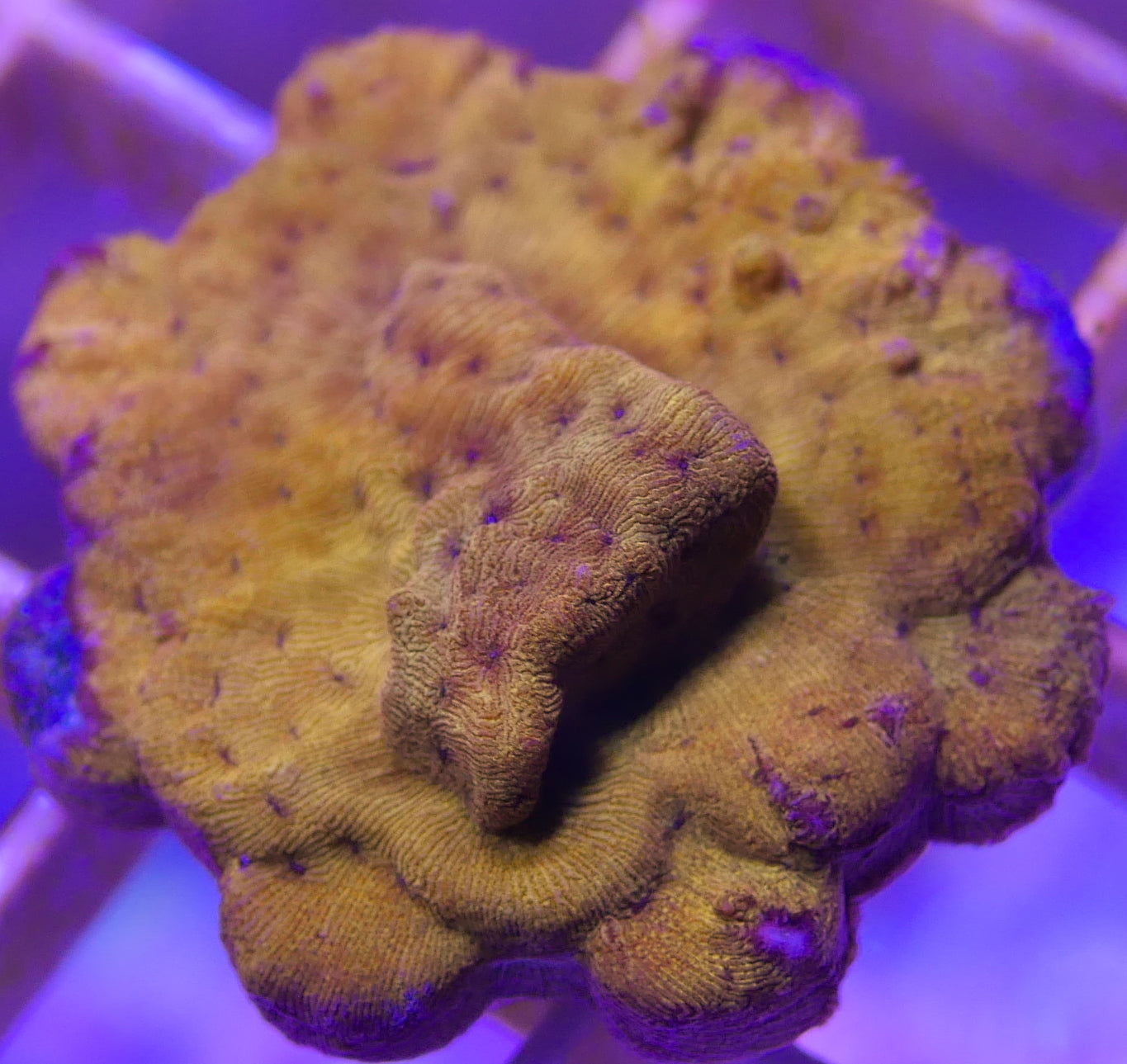 CC Tangerine Juice Leptoseris