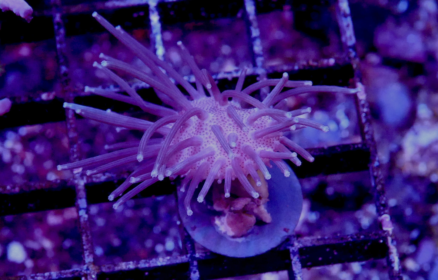 Sarcophyton Toadstool