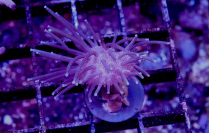 Sarcophyton Toadstool