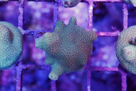 Branching Yellow Porites